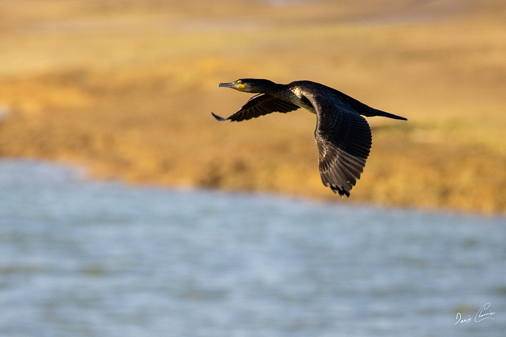 Grand cormoran en vol